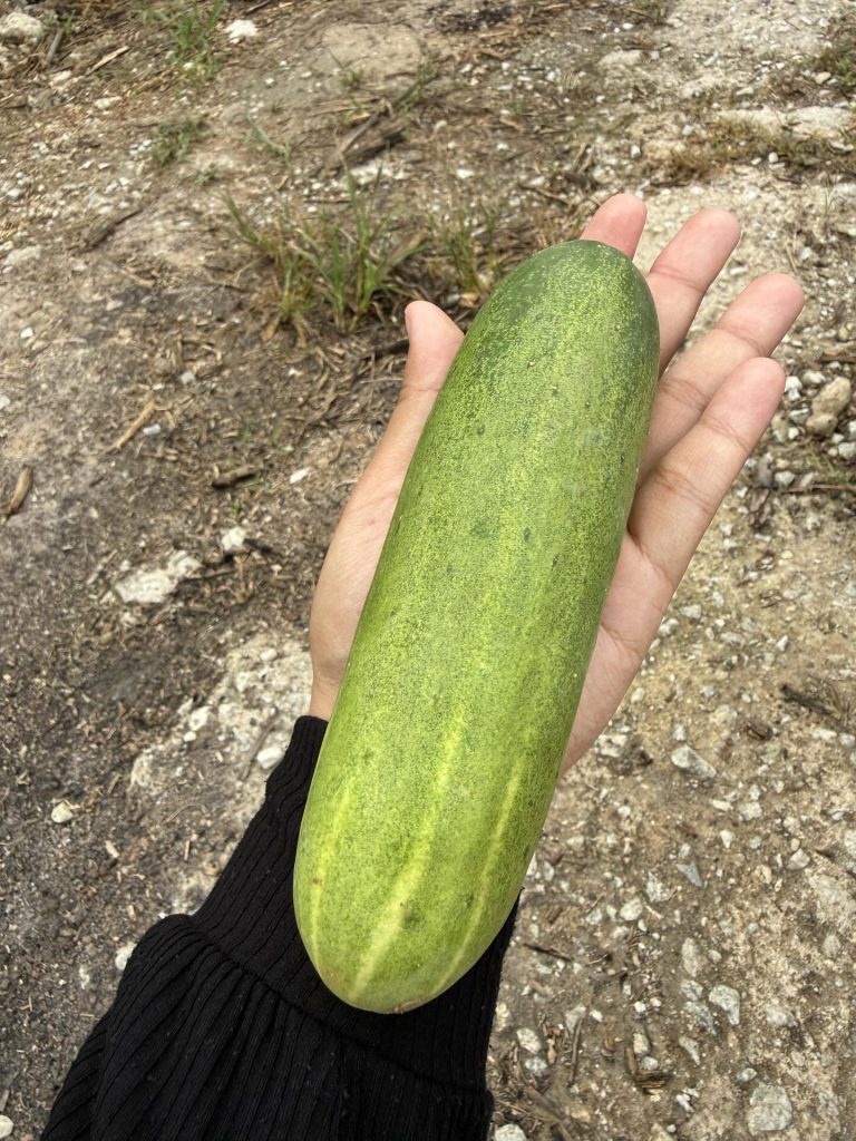 Image from: Wanita Buka Kebun Sayur Percuma, Pengunjung Boleh Petik Sendiri & Bayar Ikut Berat