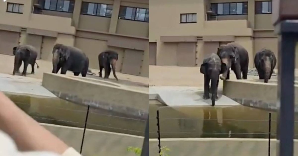gajah
