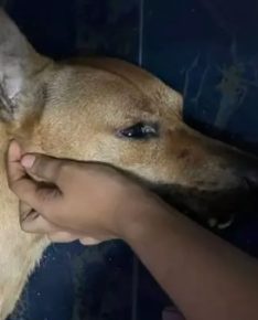 Image from: “Saya Mengaku Rocky Tiada Lesen Tapi…..” – Pemilik Anjing Mohon Siasatan Telus, Dakwa Ada Merayu Jerutan Dilepaskan