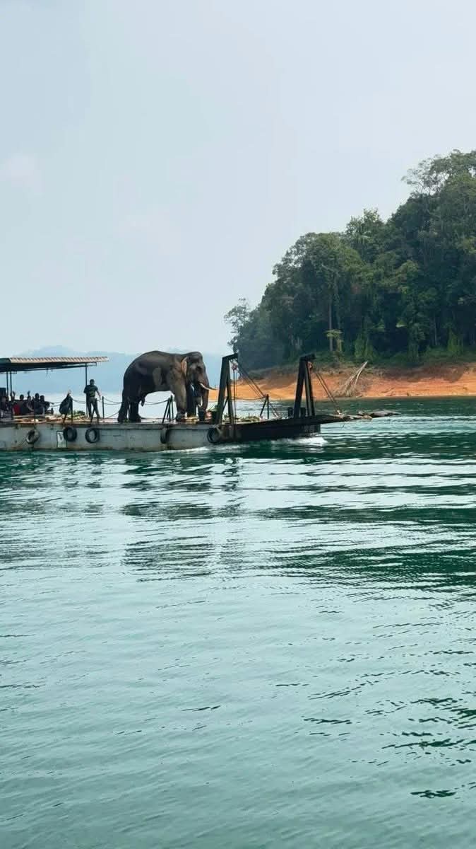 Image from: (VIDEO) Gajah Liar ‘Sulong Chalil’ Selamat Dipindahkan Ke Taman Negara Terengganu