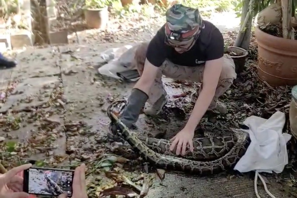 Python Suffocates Cat 2.5-metre Burmese python captured in Hong Kong after swallowing cat