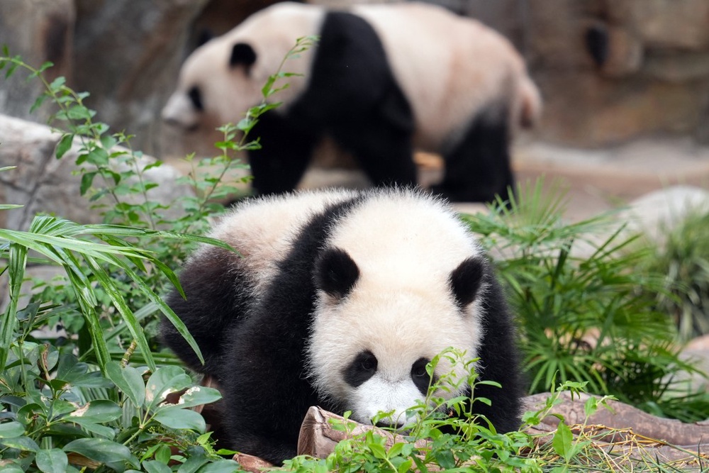 ‘Panda fever’ created 19% attendance boost at Hong Kong’s Ocean Park ...