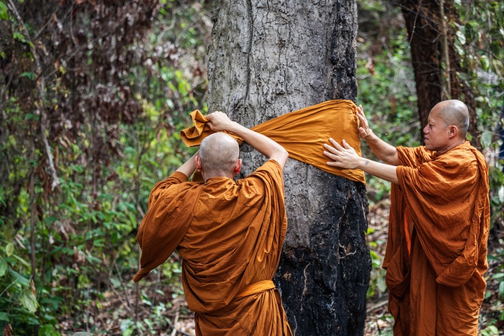 How Thai monks use sacred saffron rituals to save trees
