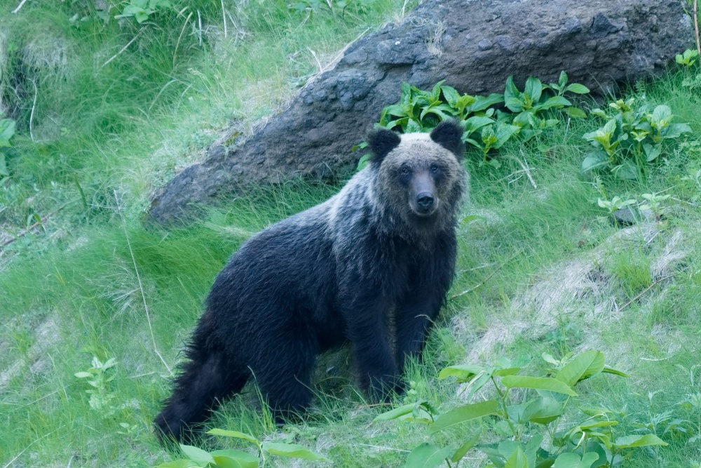 Bear Attack Victim In Japan Was Actually Killed By Son Police Say