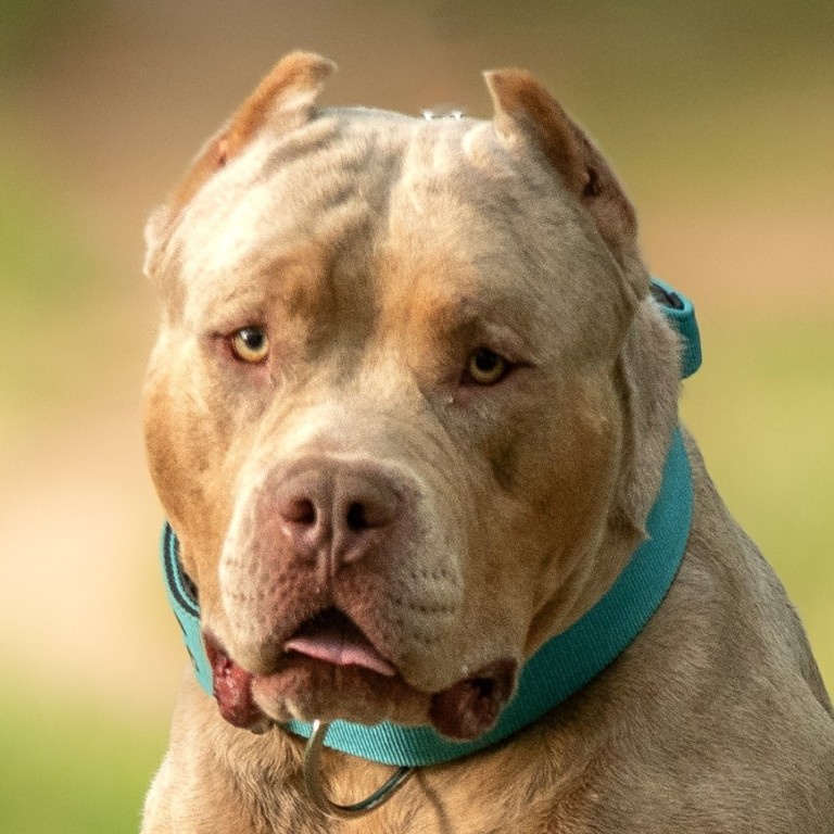 UK to ban American XL bully dogs after latest deadly attack