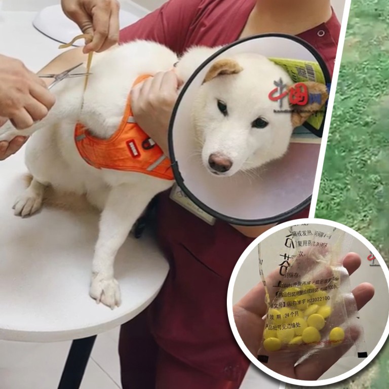 naughty-pet-dog-in-china-gobbles-more-than-70-anti-inflammatory-pills