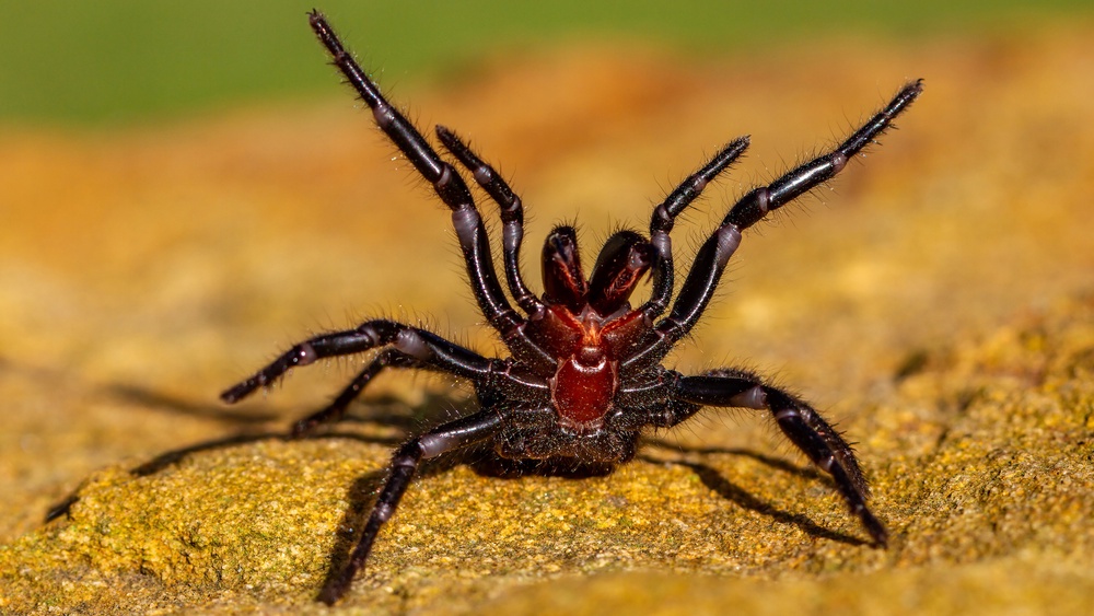 What is the deadliest spider in the world 