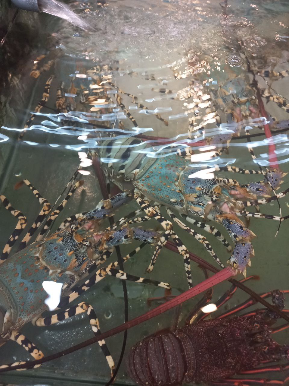 Image from: Sabah’s Seafood Heaven: Welcome 100% Seafood Restaurant in Kota Kinabalu, Sabah! #JalanJalanMakan