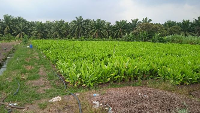Image from: Experience a Day at the Turmeric Farm: A Journey into Malaysia’s Golden Spice Heartland