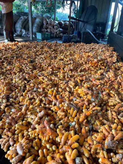 Image from: Experience a Day at the Turmeric Farm: A Journey into Malaysia’s Golden Spice Heartland