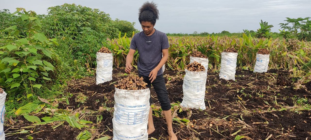 Image from: Experience a Day at the Turmeric Farm: A Journey into Malaysia’s Golden Spice Heartland