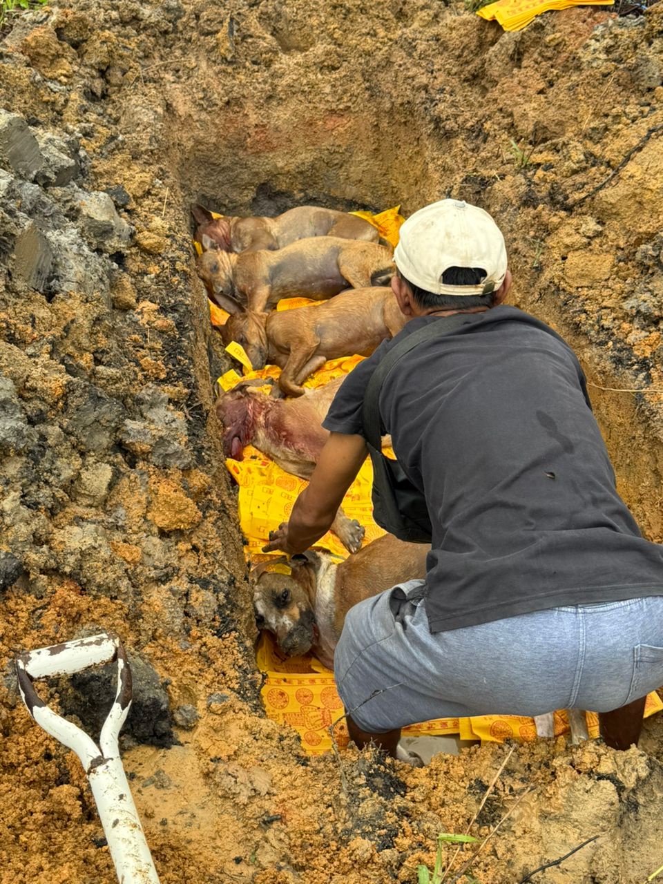 Image from: Seven dogs poisoned in Balik Pulau, report lodged