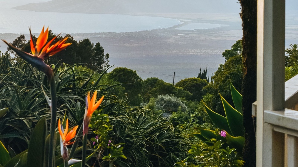 7 hardtokill flowering plants to bring colour to your garden