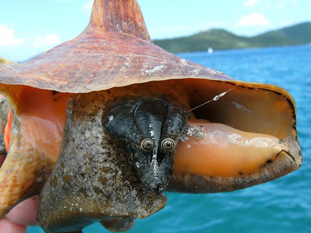 Good news! Scientists are throwing a sex party ... for giant marine snails.