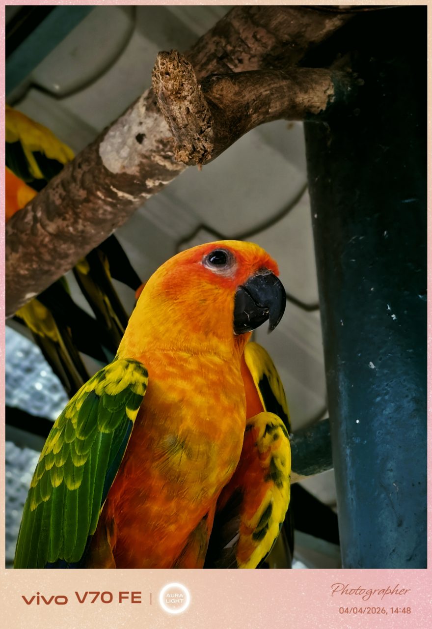 Image from: Ulasan Vivo V70 FE – Praktikal Dan Cukup Memadai