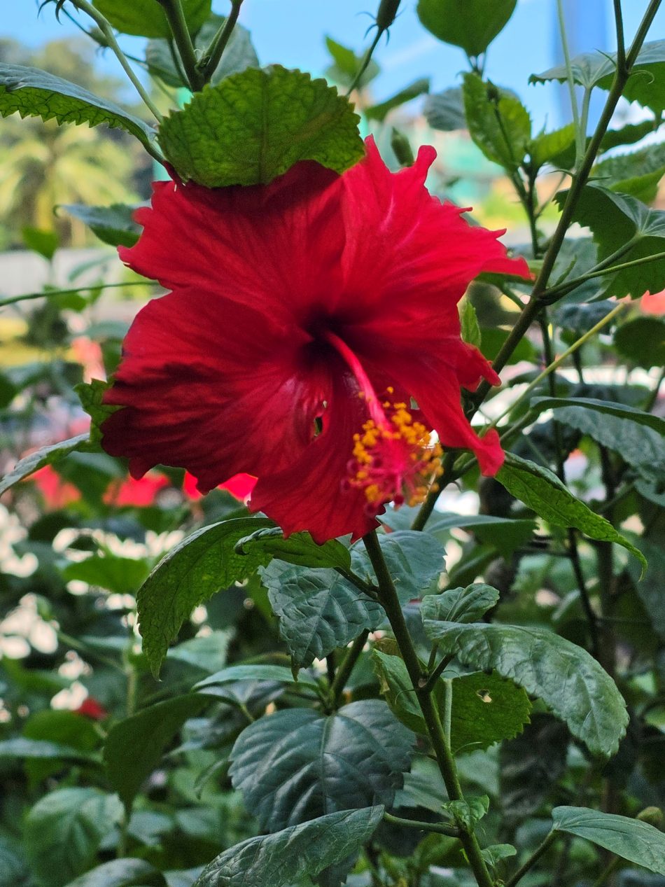 Image from: Ulasan Samsung Galaxy Z Fold8 Ultra – Macam Lain Tapi Sama, Macam Sama Tapi Lain