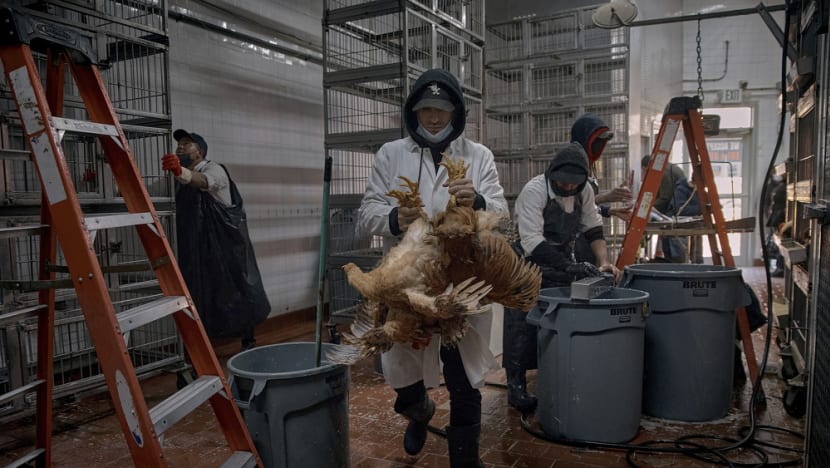 Bird flu outbreaks in mammals double, raising human risk: Report