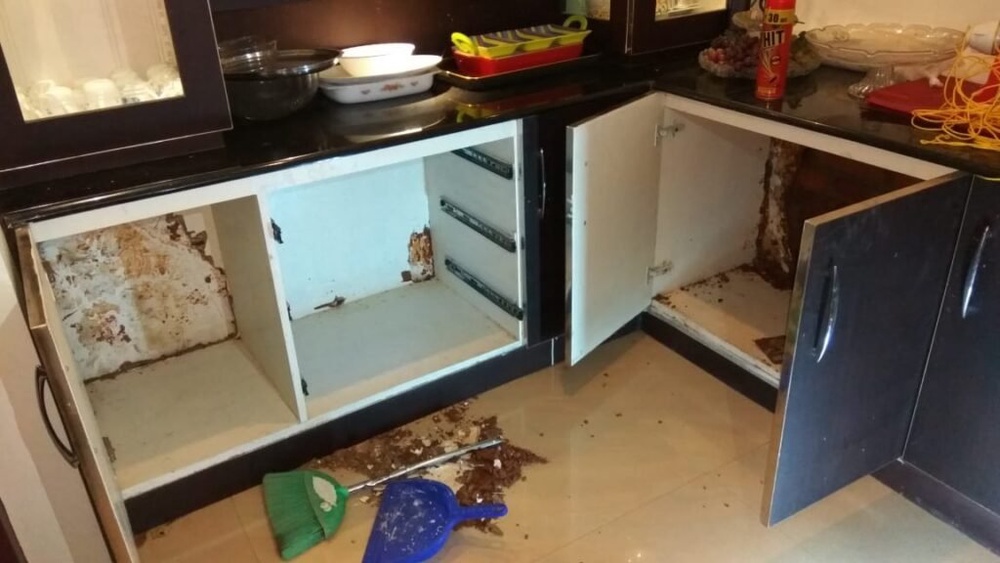 Kitchen Cabinets, Termite Damage