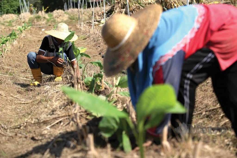 Image from: Pisang – Ketahui Jenis, Dimensi Jejari & Khasiat Pemakanan