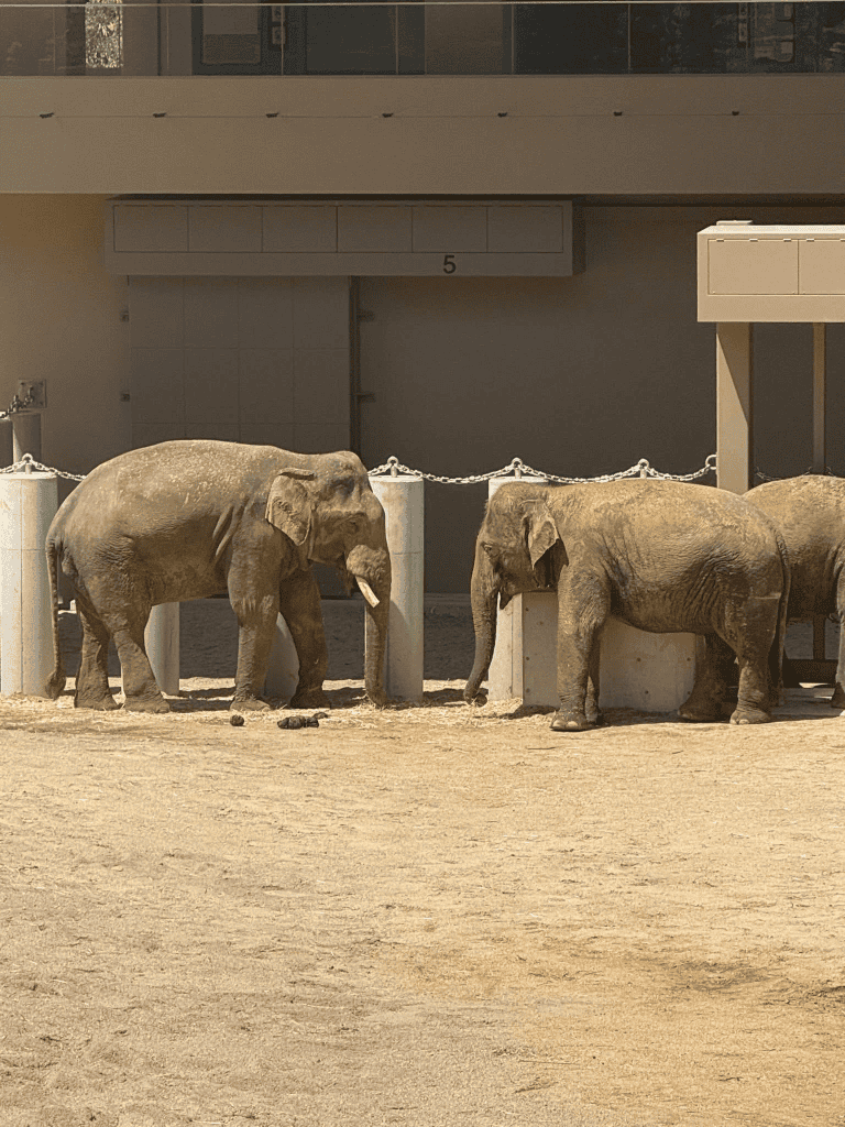 Image from: Gajah Dara, Amoi, Kelat – Kronologi & Petisyen Pulangkan DAK