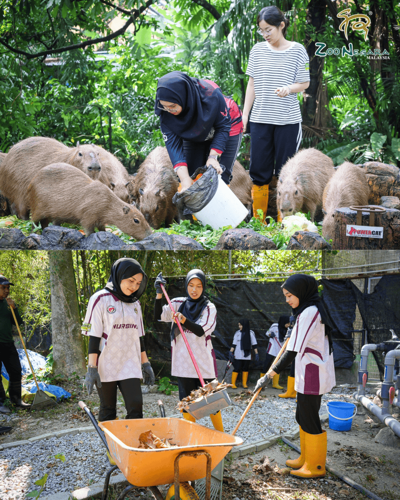  Program Volunteer Zoo Negara (KeeperKu)?
