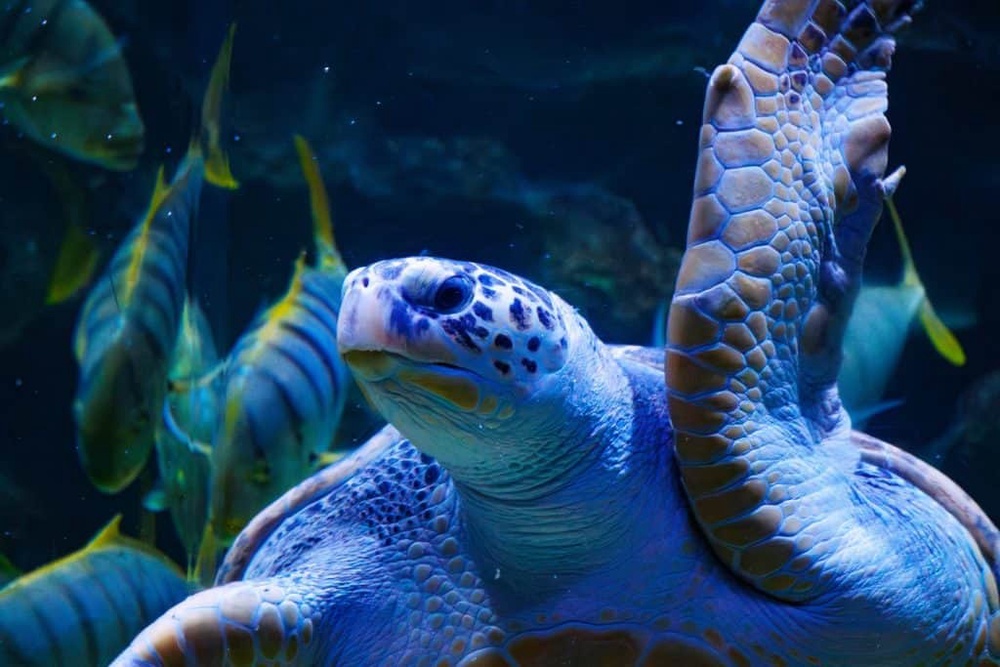 Aquaria Masuk Percuma
