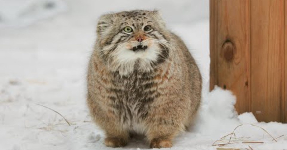 'Zelenogorsk' the Pallas's Cat Carefully Patrols His Territory (Video)