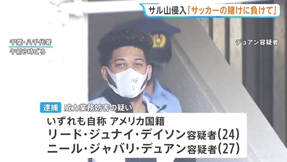 Image from: 闯日本人气猕猴“Panchi”地盘 2外籍男动机曝光
