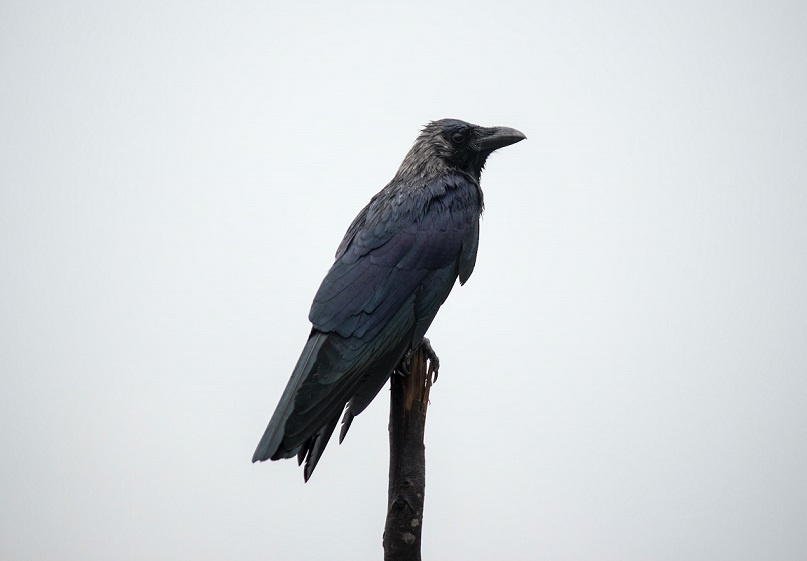 Rise in house crow population shows unsustainable urbanisation