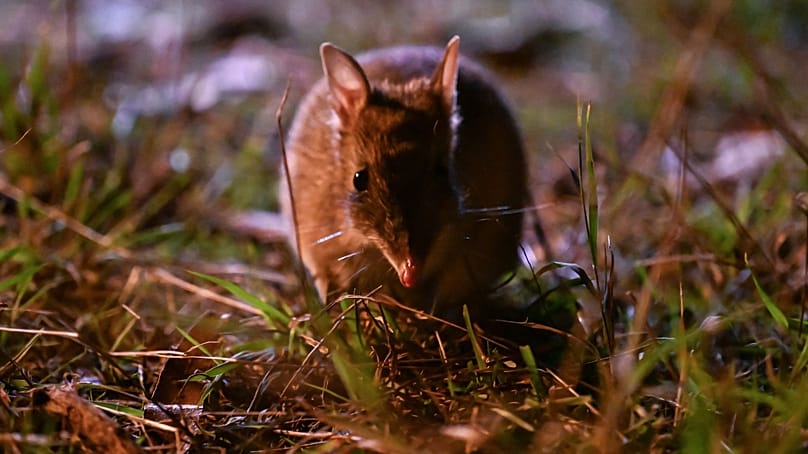 A world-first genetic rescue programme is bringing these tiny bandicoots back to the wild.