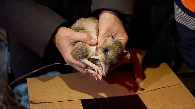 A genetic rescue programme has seen these once declared extinct bandicoots released into the wild en masse.