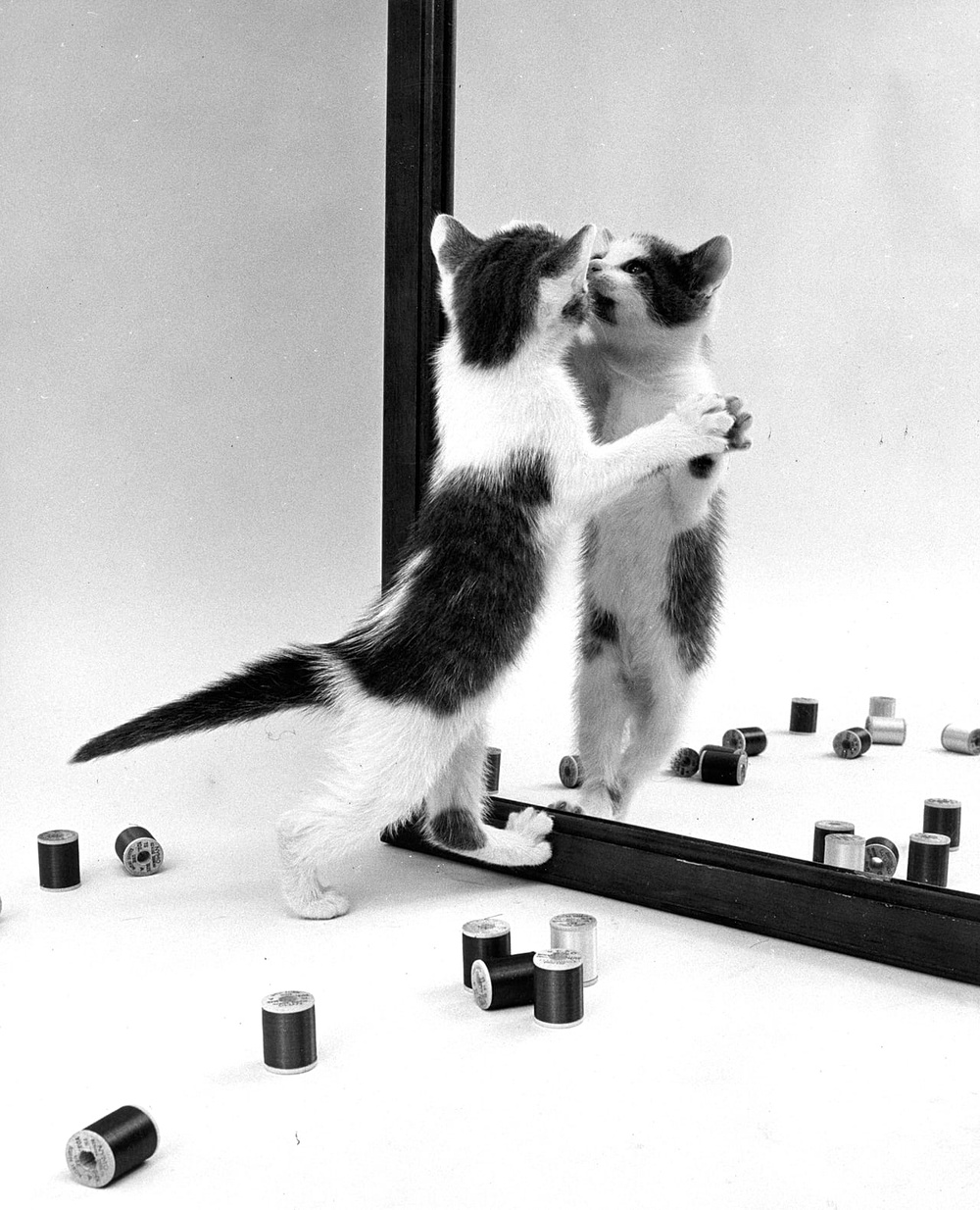 An image from 'Walter Chandoha: Family Cats' - taken in Long Island, US, 1955.