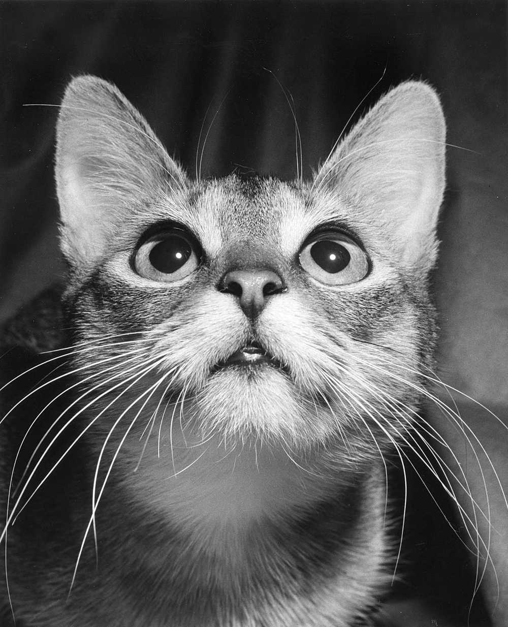 A cat caught in focus. Taken in Long Island, US, 1954.