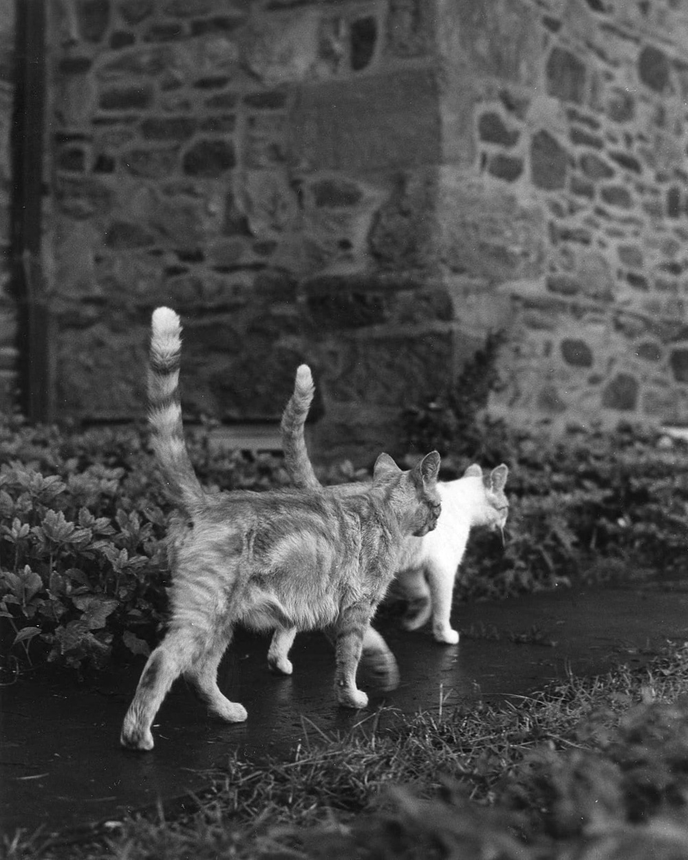 Two loners on a stroll. Taken in New Jersey, US, 1962.