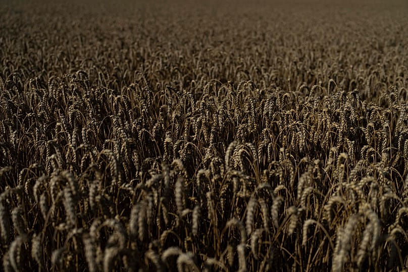 Wheat grows in a field in Cherkasy region, 25 July, 2023