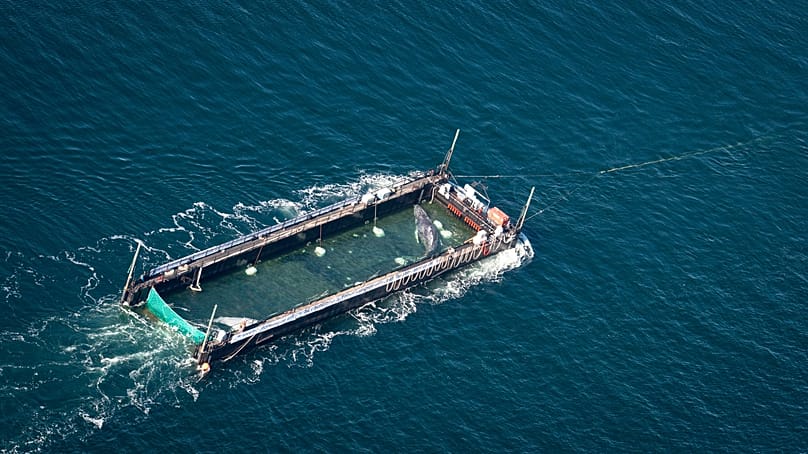 The humpback whale recovered from a shallow bay off Wismar is being transported towards the North Sea in a flooded cargo ship just before the Danish border in Fehmarn, Germany