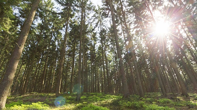 Places such as the picturesque Ardennes and Hallebos forests are among Dansby's recommendations for visitors keen on hikes 
