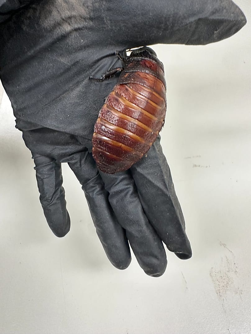 An image of a Madagascar hissing cockroach