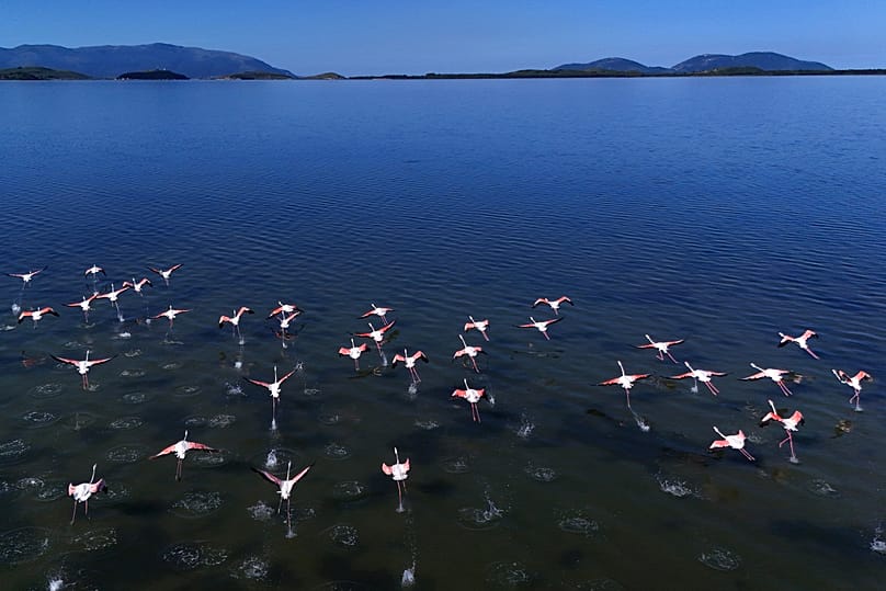 Flamingos are pictured over Narta lagoon area, western Albania, Saturday, June 6, 2026.