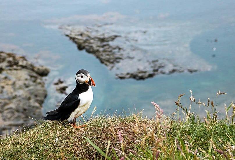 Visitors can spot puffins and other winged creatures on Staffa in Scotland