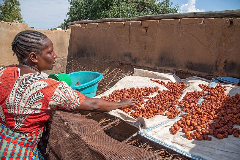 Woman drying fruit in Zimbabwe during the drought and food shortages caused by El Niño in 2024