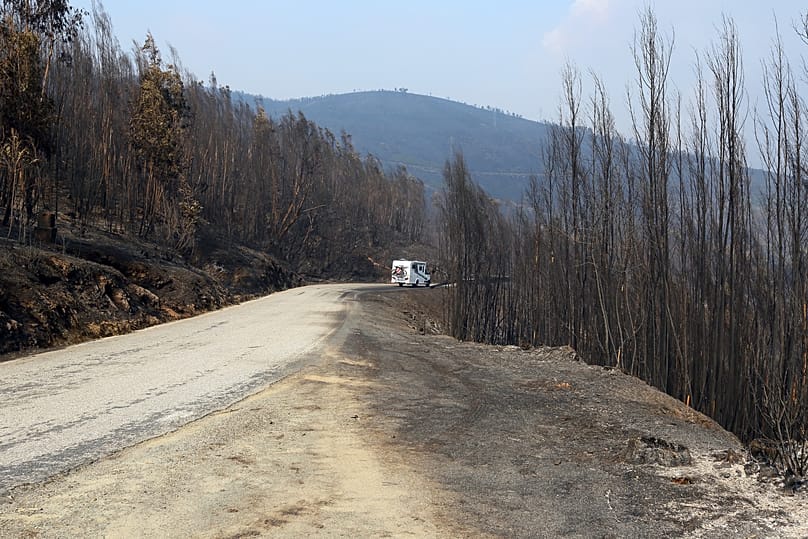 Burnt area in Castro Daire after a wildfire in September 2024
