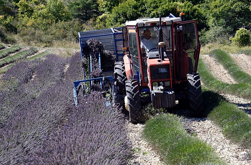 Fabien Morel collects lavender from a field in Sederon, near Carpentras, southern France.