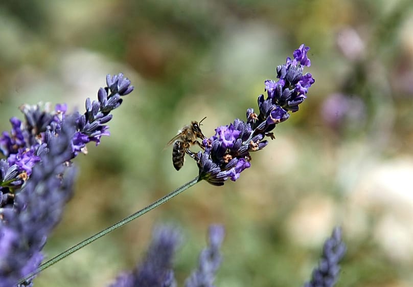 A bee gathers nectar of lavender from a field in Sederon, near Carpentras, southern France. 