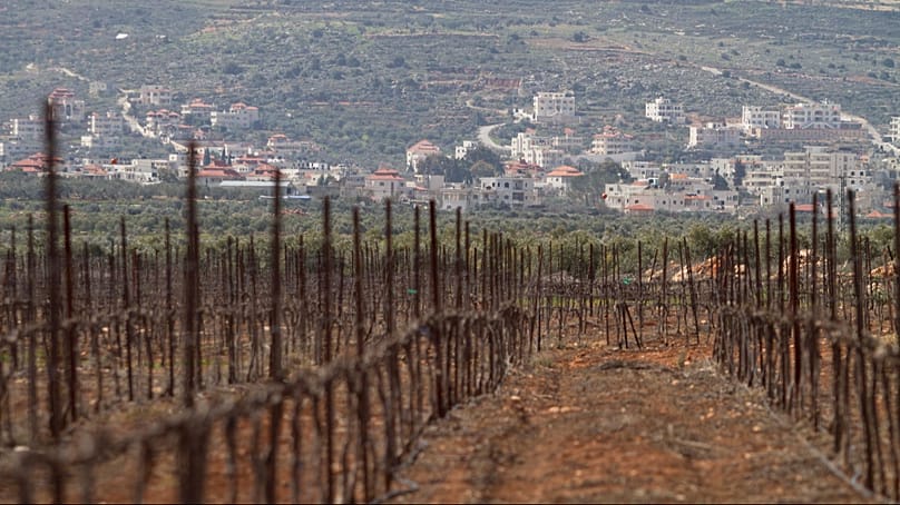 A vineyard in Jewish West Bank settlement of Shilo, near Nablus. (AP Photo/Dan Balilty)