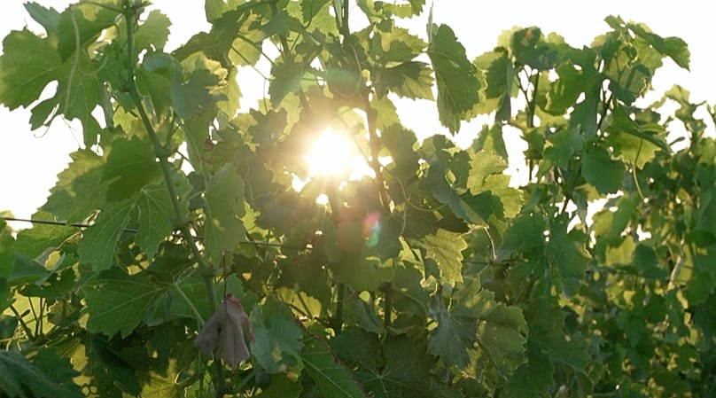 The sun through the vines in the Bordeaux region