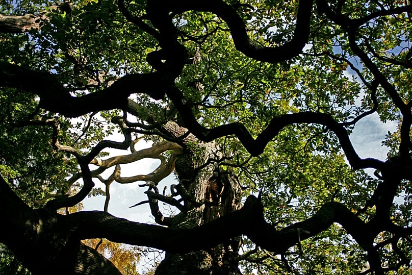 A 1,200-year-old Major Oak tree, where Robin Hood allegedly used as a hide out, stands in Sherwood Forest near Nottinghamshire, England, on 19 October 2007.