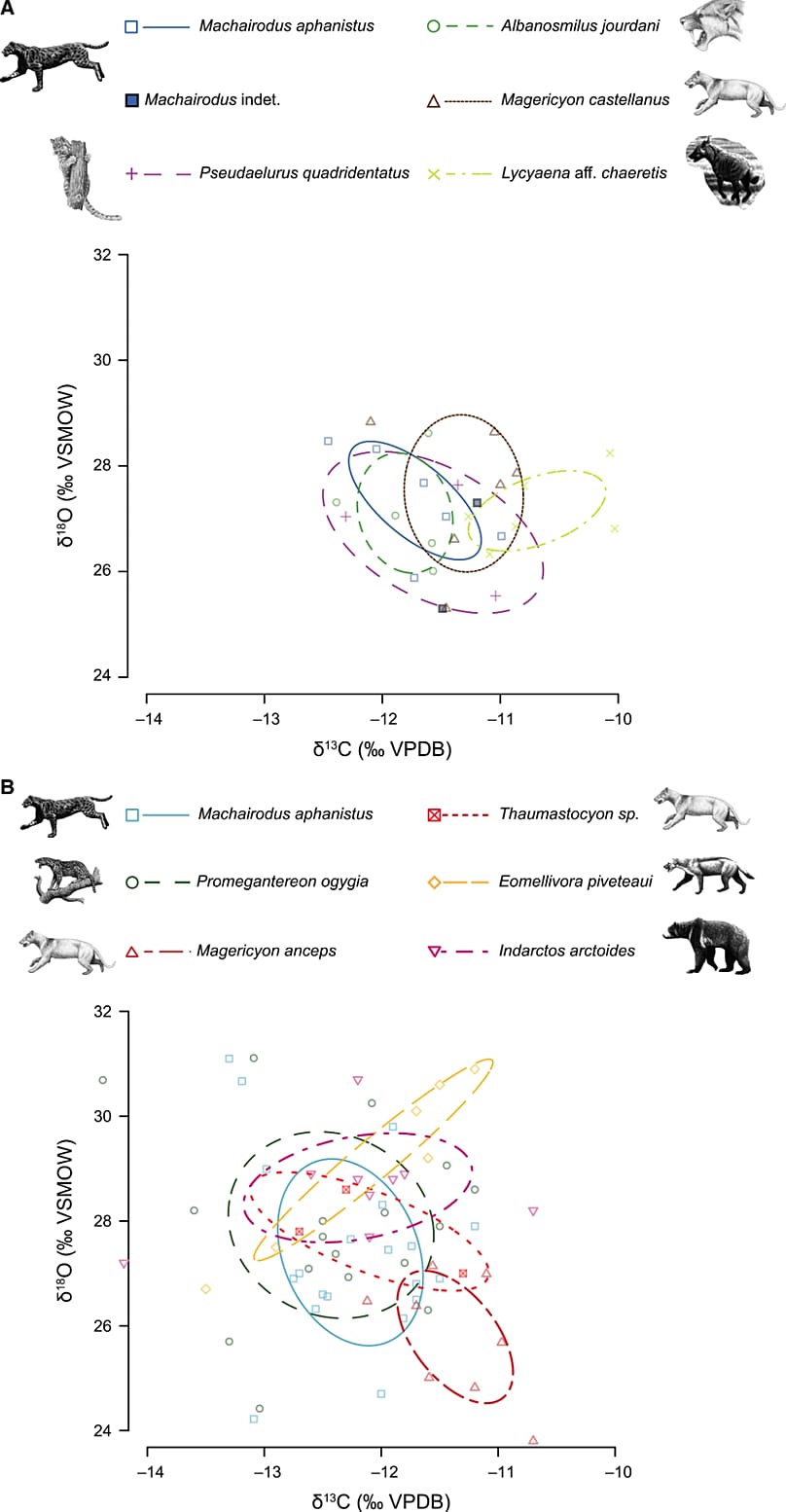 Carnivores from the Miocene in the area
