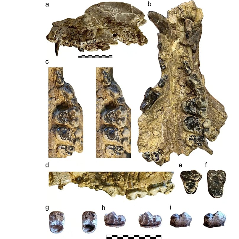 Skull and teeth recovered at Els Casots, Catalonia, Spain