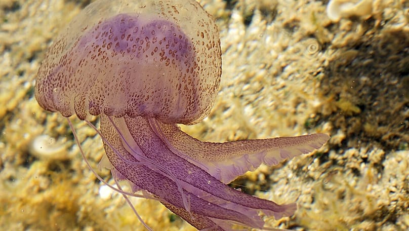 A mauve stinger off Sardinia.